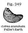 Fig. 349: Ostrea acuminata.