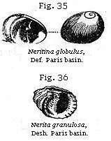 Fig. 35: Neritina globulud. Fig. 36: Nerita granulosa.