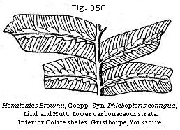 Fig. 350: Hemitelites Brownii.