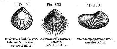 Fig. 351: Terebratula fimbria. Fig. 352: Rhynchonella spinosa. Fig. 353: Pholadomya fidicula.