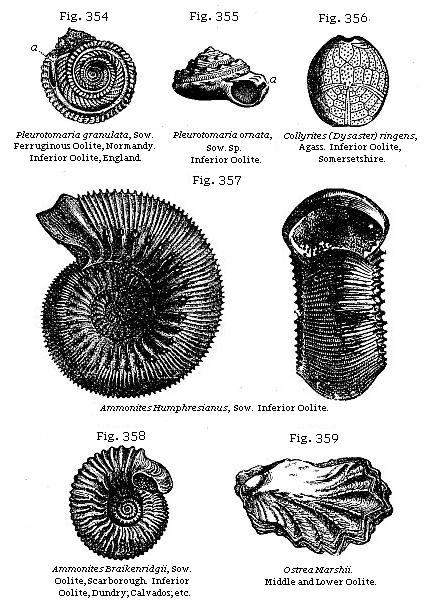 Fig. 354: Pleurotomaria granulata. Fig. 355: Pleurotomaria ornata. Fig. 356:
Collyrites (Dysaster) ringens. Fig. 357: Ammonites Humphresianus. Fig. 358:
Ammonites Braikenridgii. Fig. 359: Ostrea Marshii.