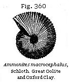 Fig. 360: Ammonites macrocephalus.