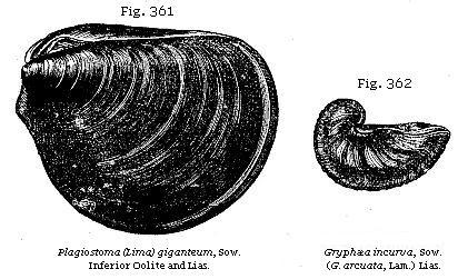 Fig. 361: Plagiostoma (Lima) giganteum. Fig. 362: Gryphæa incurva.