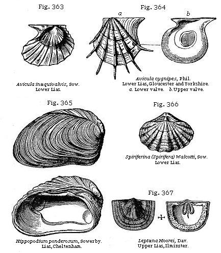 Fig. 363: Avicula inæquivalvis. Fig. 364: Avicula cygnipes. Fig. 365:
Hippopodium ponderosum. Fig. 366: Spiriferina (Spirifera). Fig. 367: Leptæna Moorei.