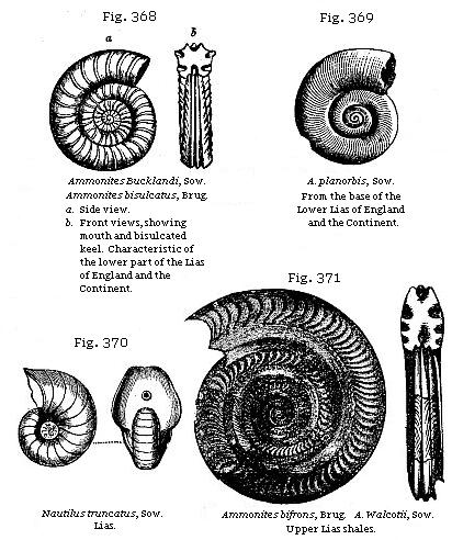 Fig. 368: Ammonites Bucklandi. Fig. 369: Ammonites planorbis. Fig. 370:
Nautilus truncatus. Fig. 371: Ammonites bifrons.