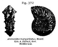 Fig. 372: Ammonites margaritatus.