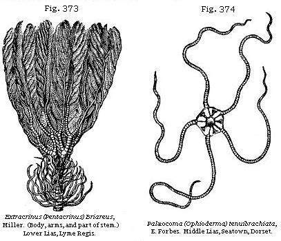 Fig. 373: Extracrinus (Pentacrinus) Briareus. Fig. 374: Palæocoma (Ophioderma) tenuibrachiata.