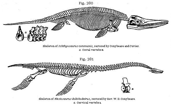 Fig. 380: Skeleton of Ichthyosaurus communis, restored by Conybeare and
Cuvier. Fig. 381: Skeleton of Plesiosaurus dolichodeirus, restored by Rev.
W. D. Conybeare.