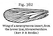 Fig. 382: Wing of a neuropterous insect.