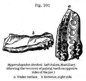 Fig. 391: Hyperodapedon Gordoni. Left Plate, Maxillary.