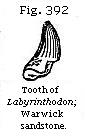 Fig. 392: Tooth of Labyrinthodon.