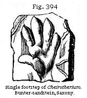 Fig. 394: Single footstep of Cheirotherium.
