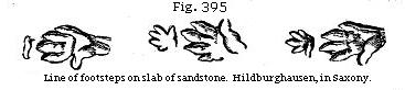 Fig. 395: Line of footsteps on slab of sandstone.
