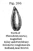 Fig. 396: Tooth of Thecodontosaurus.
