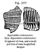 Fig. 397: Equisetites columnaris.
