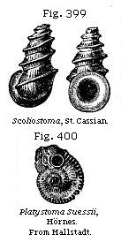 Fig. 399: Scoliotoma. Fig. 400: Koninckia Leonhardi.