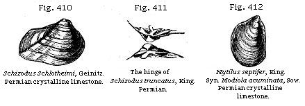 Fig. 410: Schidozus Schlotheimi, Permian crystalline limestone. Fig. 411: The
hinge of Schizodus truncatus, Permian. Fig. 412: Mytilus septifer, Permian
crystalline limestone.