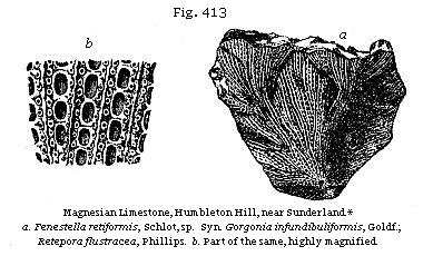 Fig. 413: Magnesian
Limestone.