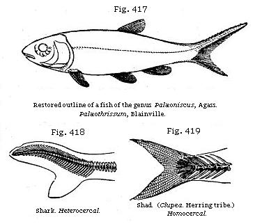 Fig. 417: Restored outline of a fish of the genus Palæoniscus. Fig. 418:
Shark, Heterocercal. Fig. 419: Shad. (Clupea. Herring tribe.) Homocereal.