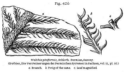 Fig. 426: Walchia piniformis.