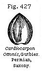 Fig. 27: Cardiocarpon Ottonis.