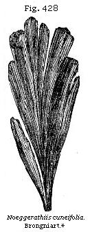 Fig. 428:
Noeggerathia cuneifolia.