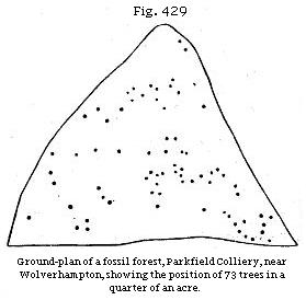 Fig. 429: Ground plan of fossil forest, Parkfield Colliery, near
Wolverhampton, showing the position of 73 trees in a quarter of an ace.