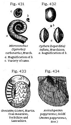 Fig. 431: Microconchus (Spirorbis) carbonarius. Fig. 432: Cythere (Leperditia)
inflata. Fig. 433: Goniatites Listeri. Fig. 434: Aviculopecten papyraceus.