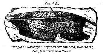 Fig. 435: Wing of a Grasshopper. Gryllacris lithanthraca.