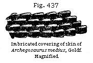 Fig. 437: Imbricated covering of skin of Archegosaurus medius.