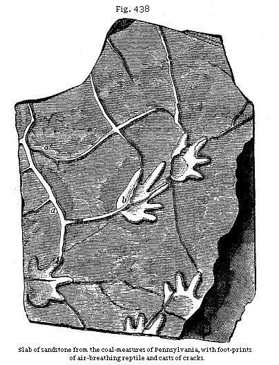 Fig. 438: Slab of sandstone from the coal-measures of Pennsylvania, with
foot-prints of air-breathing reptile and casts of cracks.