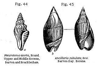 Fig. 44: Pleurotoma exorta. Fig. 45: Ancillaria subulata.