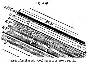 Fig. 440: Erect fossil trees, Coal-measures, Nova Scotia.