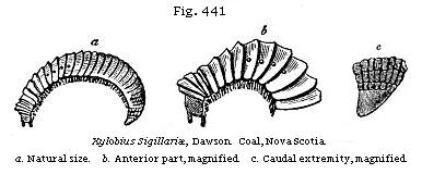 Fig. 441: Xylobius Sigillariæ. Coal, Nova Scotia.