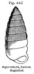 Fig. 442: Pupa vetusta.