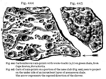 Fig. 444: Carboniferous rain-prints with worm tracks on green shale, from Cape
Breton, Nova Scotia. Fig. 445: Casts of rain-prints on a portion of the same
slab (Fig. 444), seen to project on the underside of an incumbent layer of
arenaceous shale.