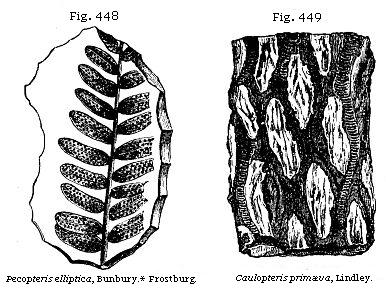 Fig. 448: Pecopteris
elliptica. Fig. 449: Caulopteris primæva.