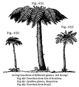 Living tree-ferns of different genera. Fig. 450: Tree-fern from Isle of
Bourbon. Fig. 451: Cyathea glauca, Mauritius. Fig. 452: Tree-fern from Brazil.