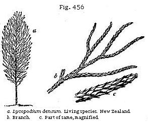 Fig. 456: a. Lycopodium densum. Living species, New Zealand; b. Branch; c.
Part of same, magnified.