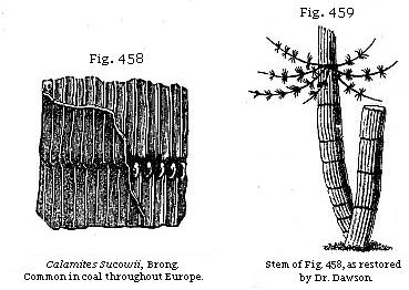 Fig. 458: Calamites Sucowii, common throughout Europe. Fig. 459: Stem of Fig.
458, as retored by Dr. Dawson.