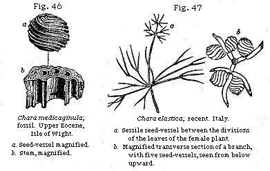 Fig. 46: Chara medicaginula. Fig. 47: Chara elastica.