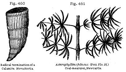 Fig. 460: Radical termination of a Calamite. Fig. 461: Asterophyllites
foliosus, Coal-measures, Newcastle.