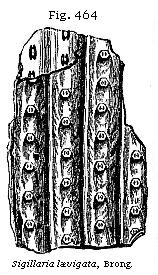 Fig. 464: Sigillaria lævigata.