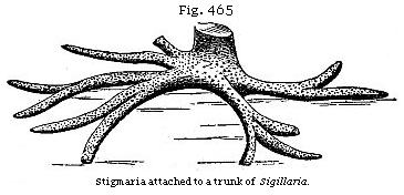Fig. 465: Stigmaria attached to a trunk of Sigillaria.