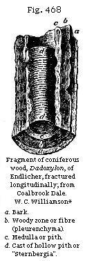 Fig. 468: Fragment
of coniferous wood.
