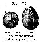 Fig. 470: Trigonocarpum ovatum.