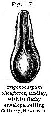 Fig. 471: Trigonocarpum olivæforme.