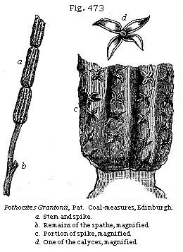 Fig. 473: Pothocites Grantonii.
