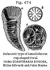 Fig. 474: Palæozoic type of lamelliferous cup-shaped Coral.