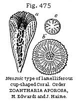 Fig. 475: Neozoic type of lamelliferous cup-shaped Coral.